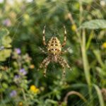 Que significa soñar con arañas.